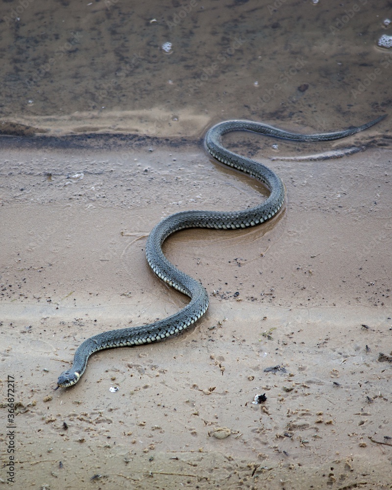 Obraz premium A snake crawling out of the river to the sandy shore