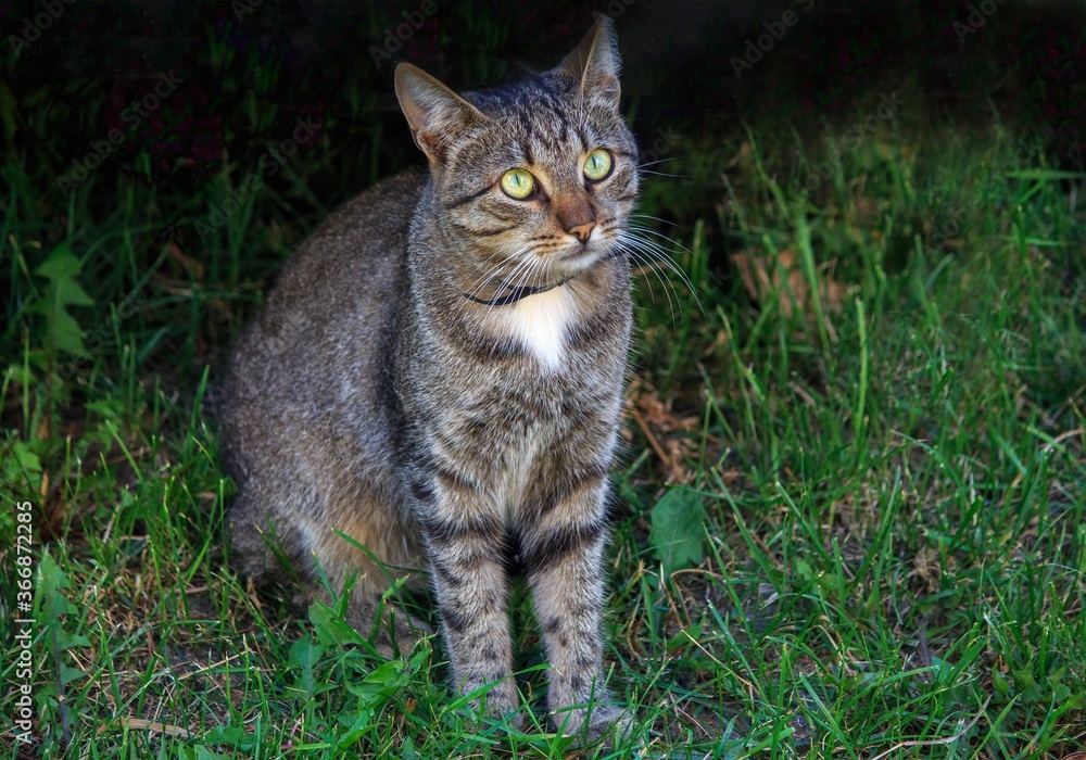 Portrait of tabby adorable cat at spring walk Portrait of tabby adorable cat at spring walk
