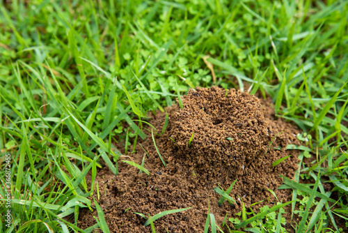 アリの巣