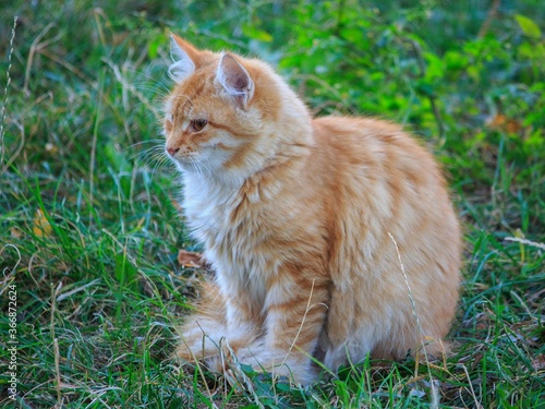 Ginger cute cat on a grass