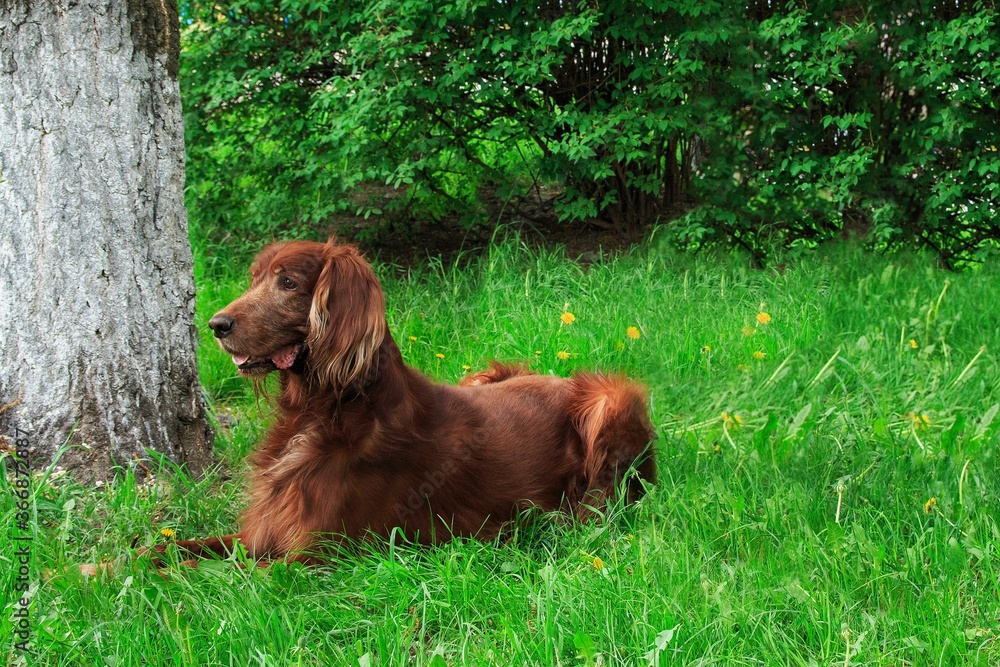 Red Irish setter dog lying on a green grass
