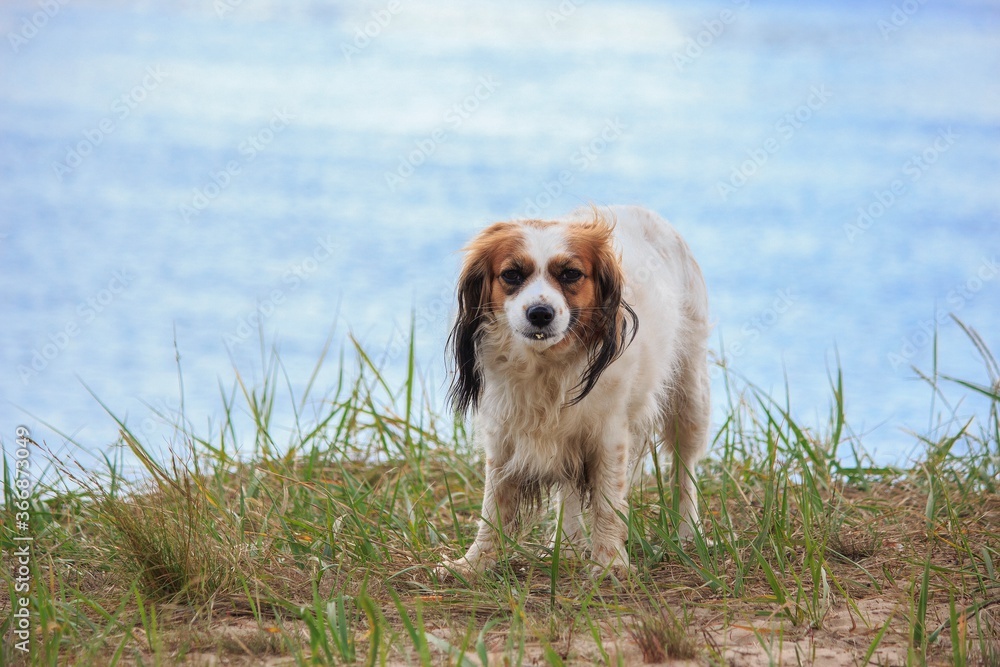 Cute dog spaniel breed on the river bank
