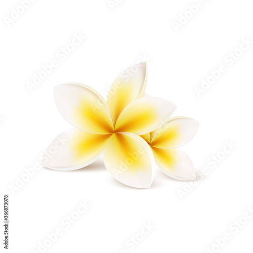 Realistic yellow plumeria flowers isolated on white background