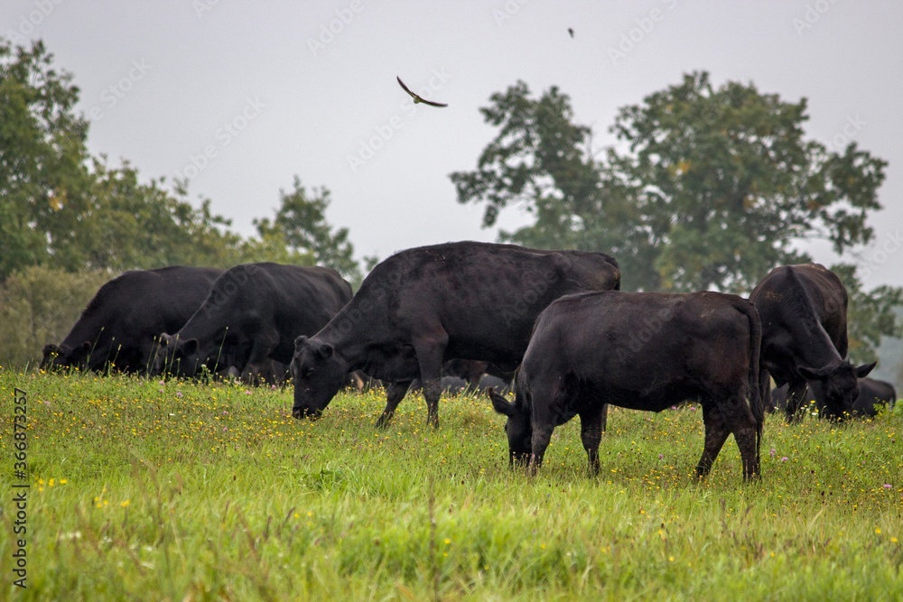 A herd of hornless black cows grazes in the meadow A herd of hornless black cows grazes in the meadow