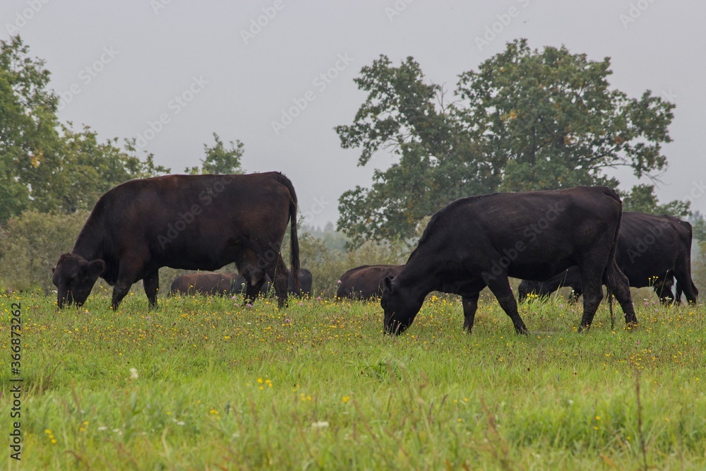 A herd of hornless black cows grazes in the meadow