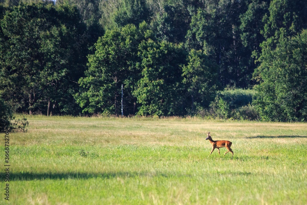 Wild goat running in the summer meadow Wild goat running in the summer meadow