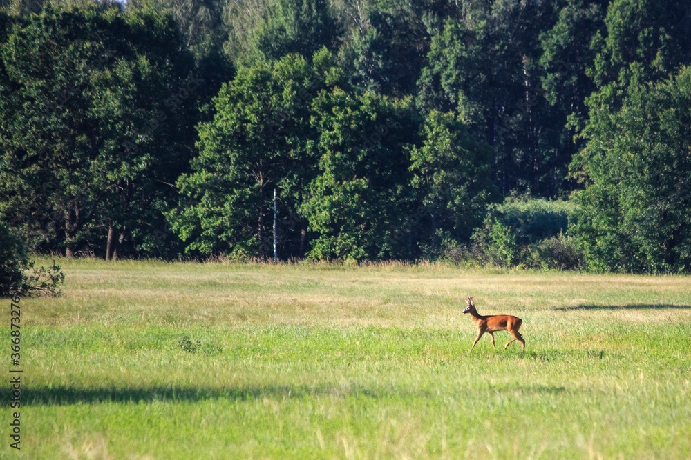 Wild goat running in the  summer meadow