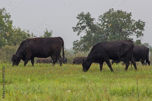 A herd of hornless black cows grazes in the meadow