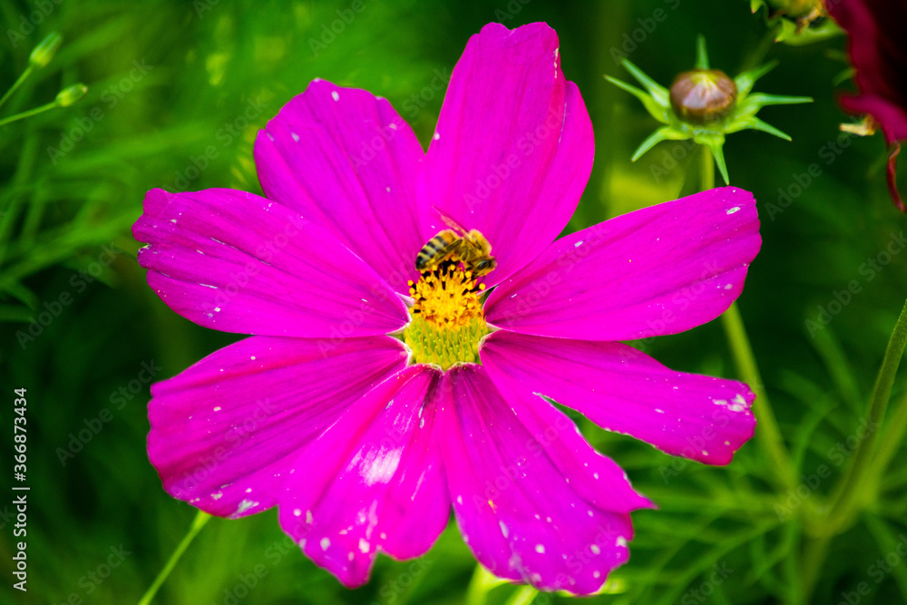 Cosmea mit Biene IV Cosmea mit Biene IV