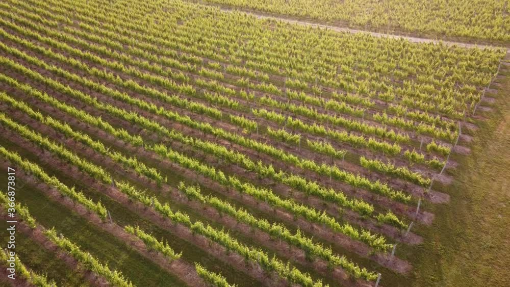 Drone Flying Over The Vineyard in The Beautiful Leelanau County In Traverse City, Michigan - aerial Drone Flying Over The Vineyard in The Beautiful Leelanau County In Traverse City, Michigan - aerial