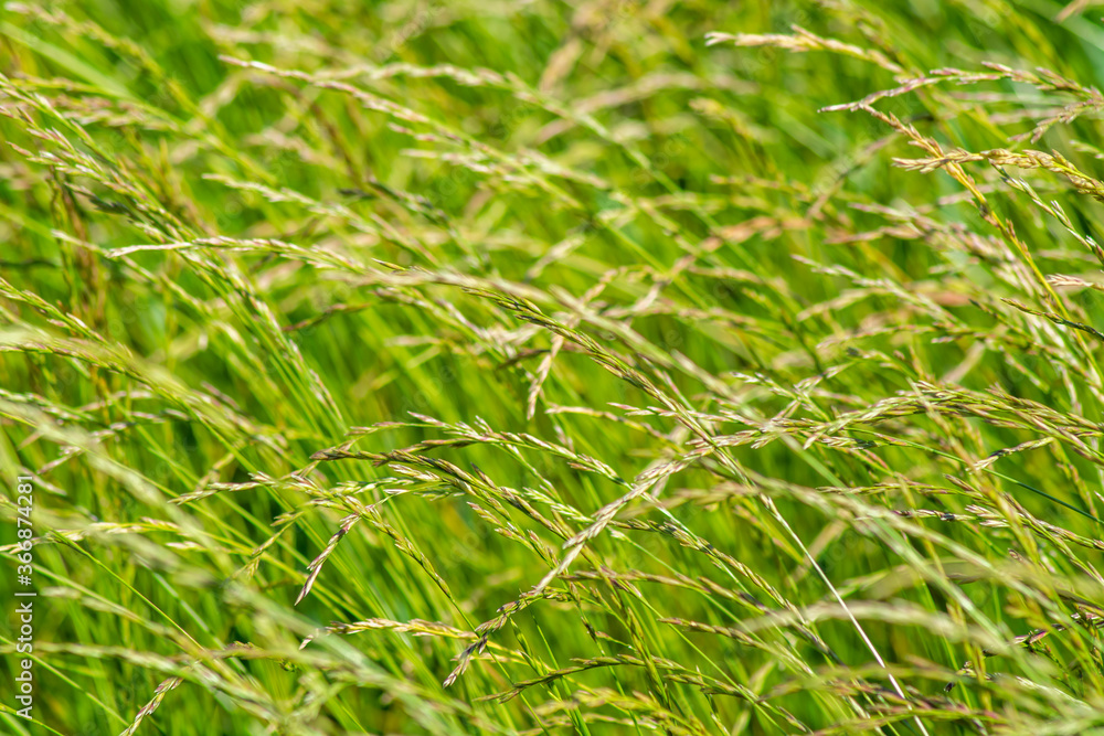 Blurred green background of fresh grass, texture for design and advertising. Blurred green background of fresh grass, texture for design and advertising.