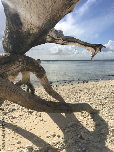 Driftwood logs on an island beach