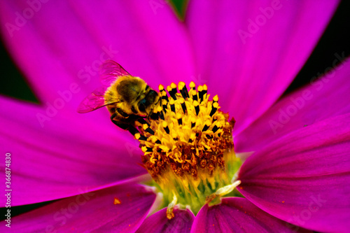 Cosmea mit Biene II