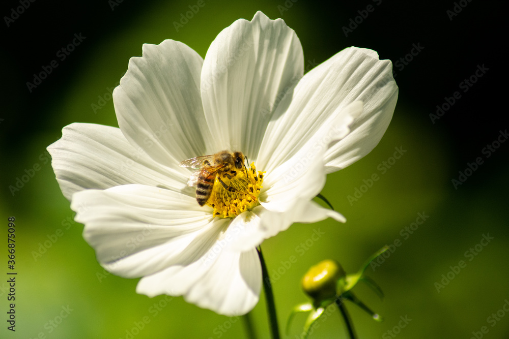 Obraz premium Cosmea mit Biene I