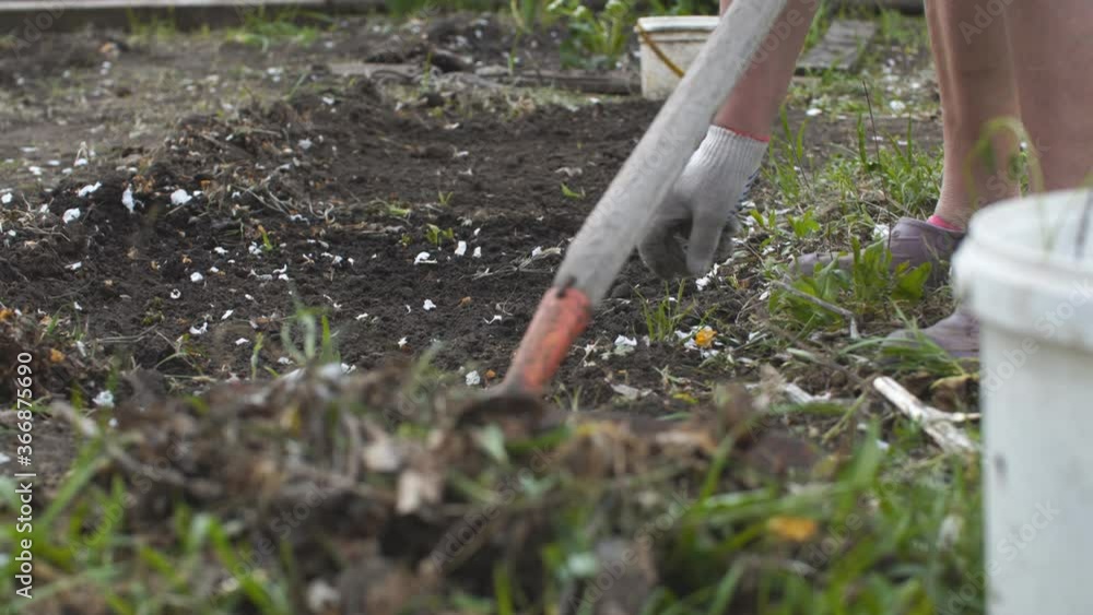 Woman in gloves with a rake weeds a weed bed with her hands. Weeding the garden Woman in gloves with a rake weeds a weed bed with her hands. Weeding the garden