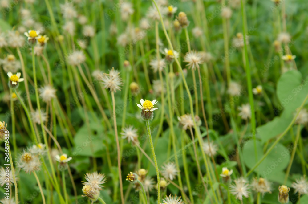 Small white flowers with yellow petal in the filed Small white flowers with yellow petal in the filed