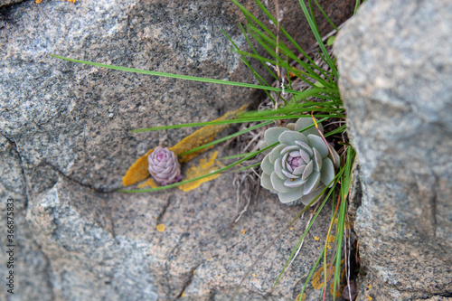 Succulent plants against the background of stones in nature macrophoto textured background