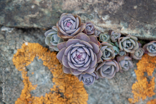 Succulent plants against the background of stones in nature macrophoto textured background