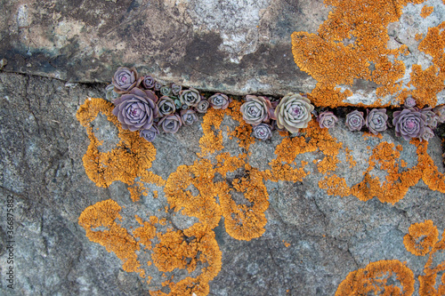 Succulent plants against the background of stones in nature macrophoto textured background