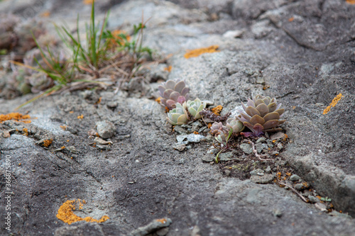 Succulent plants against the background of stones in nature macrophoto textured background
