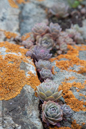 Succulent plants against the background of stones in nature macrophoto textured background