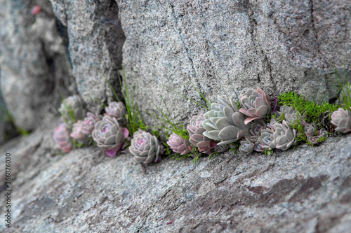 Succulent plants against the background of stones in nature macrophoto textured background