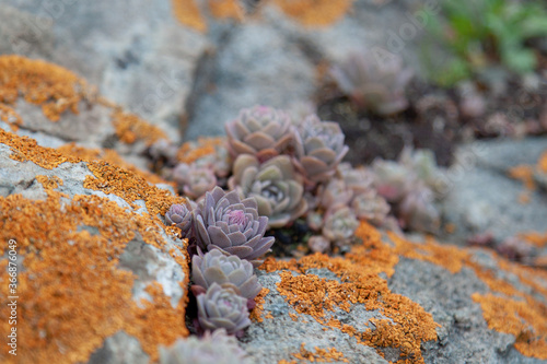 Succulent plants against the background of stones in nature macrophoto textured background