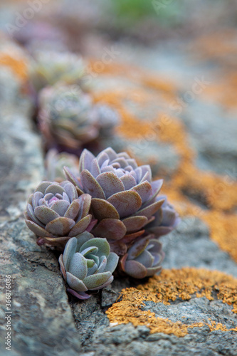 Succulent plants against the background of stones in nature macrophoto textured background