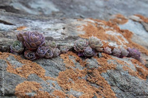Succulent plants against the background of stones in nature macrophoto textured background