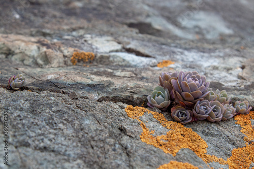 Succulent plants against the background of stones in nature macrophoto textured background
