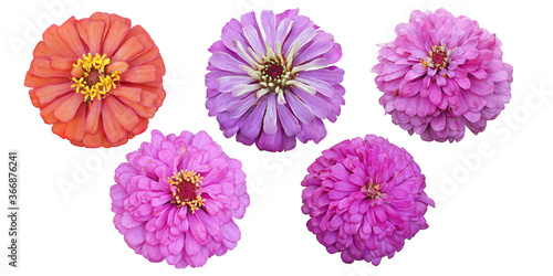 Set freshness zinnia isolated blooming on White Background  with clipping path. 
