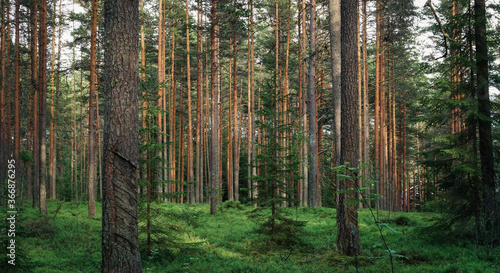 Dense pine forest photo
