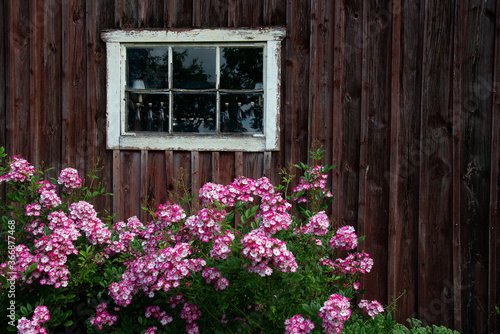 window with flowers