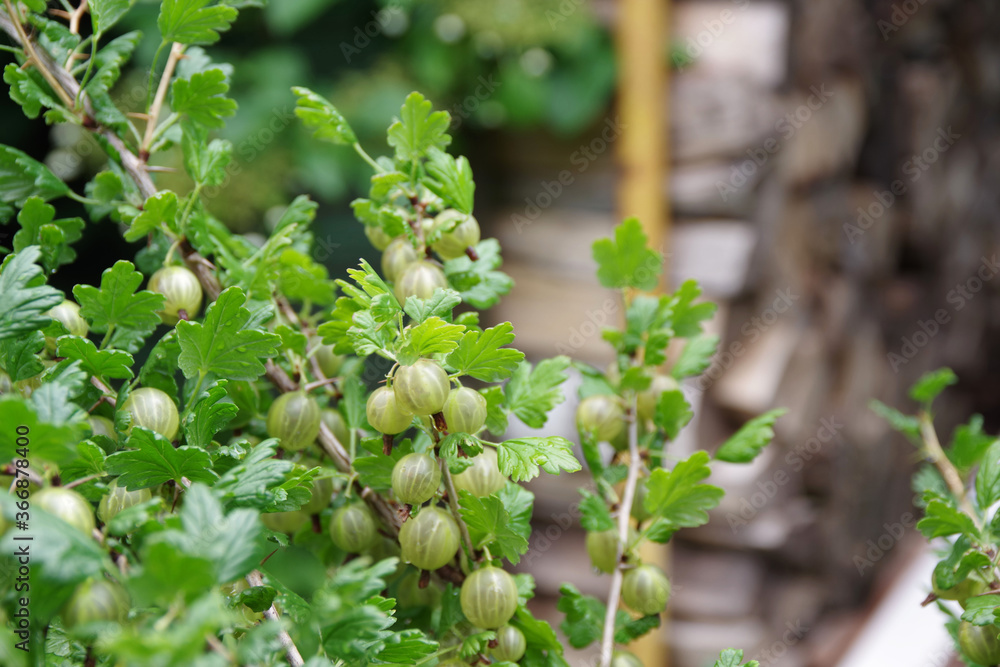 Bunch of ripe gooseberries on a branch. Fresh green gooseberries. Preparation of firewood for the winter. Bunch of ripe gooseberries on a branch. Fresh green gooseberries. Preparation of firewood for the winter.