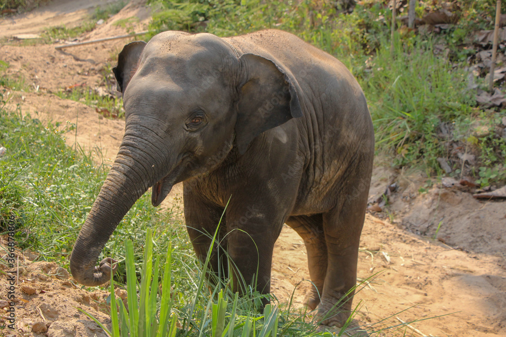 Obraz premium Thai elephants in the big forest