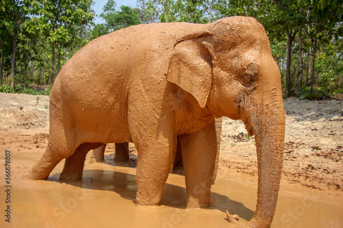 Thai elephants in the big forest