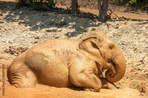 Thai elephants in the big forest