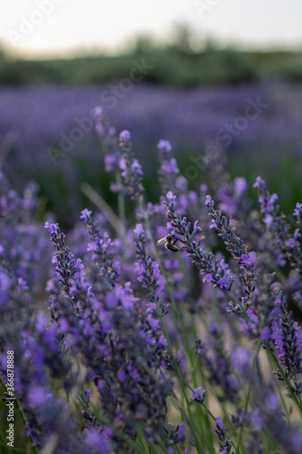 lavender fields