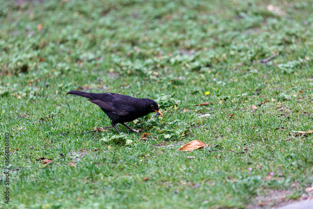 Blackbird walking on the grass in  park