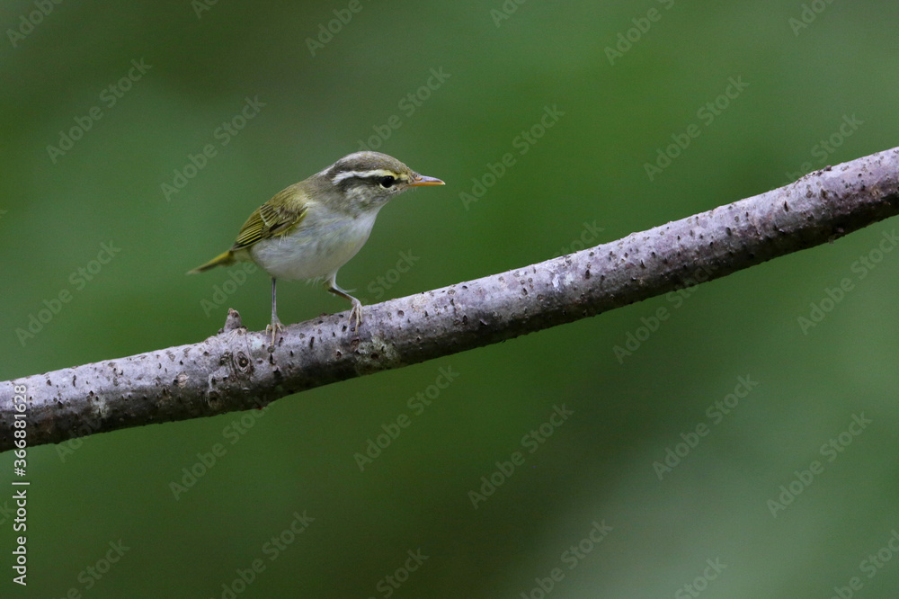 Fototapeta premium センダイムシクイ