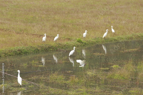 white egret in the field