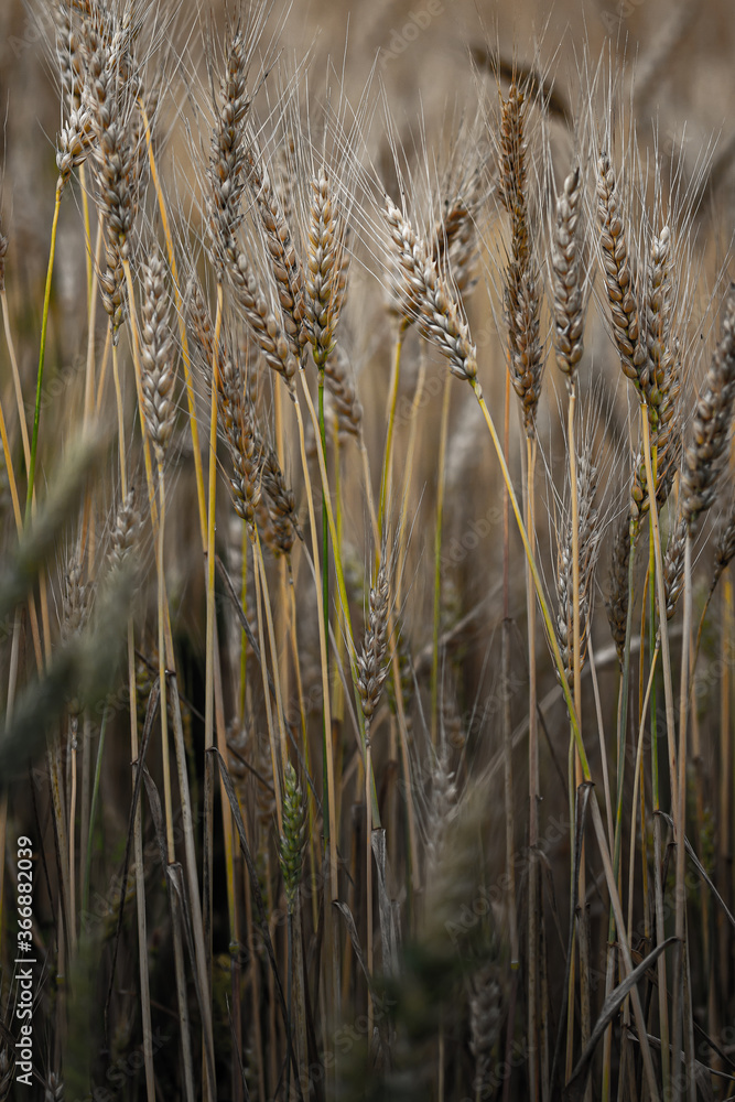 Fototapeta premium rye crop maturing in the field
