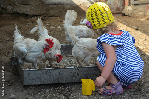 Caucasian child 2 years old with blond hair outdoor in the barn with hens