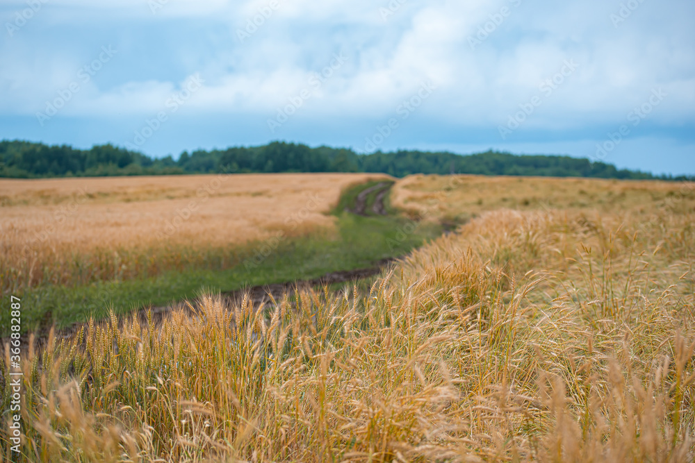 Fototapeta premium rye crop maturing in the field