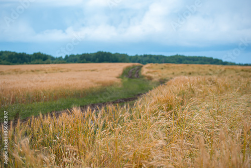 rye crop maturing in the field