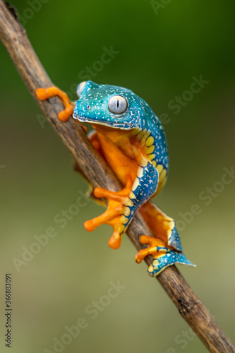 Golden-eyed leaf frog, Cruziohyla calcarifer, green yellow frog sitting on the leaves in the nature habitat in Corcovado, Costa Rica. Amphibian from tropic forest. Wildlife in Central America. photo