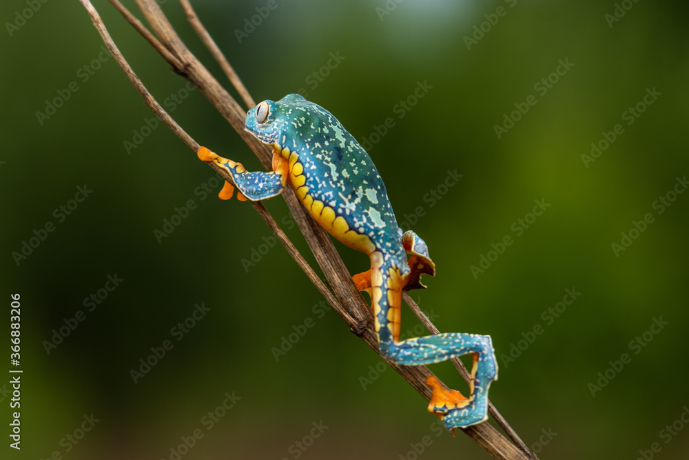 Goldeneyed leaf frog, Cruziohyla calcarifer, green yellow frog sitting