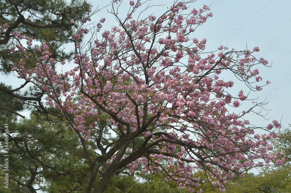 八重桜 八重桜