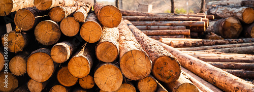 Foto Log spruce trunks pile