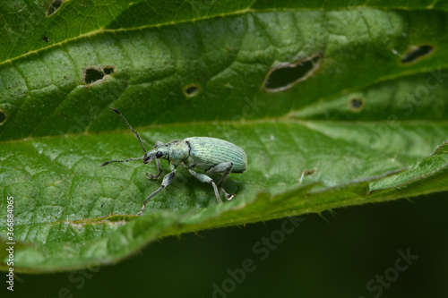 Phyllobius pomaceus beetle on nettle leaf